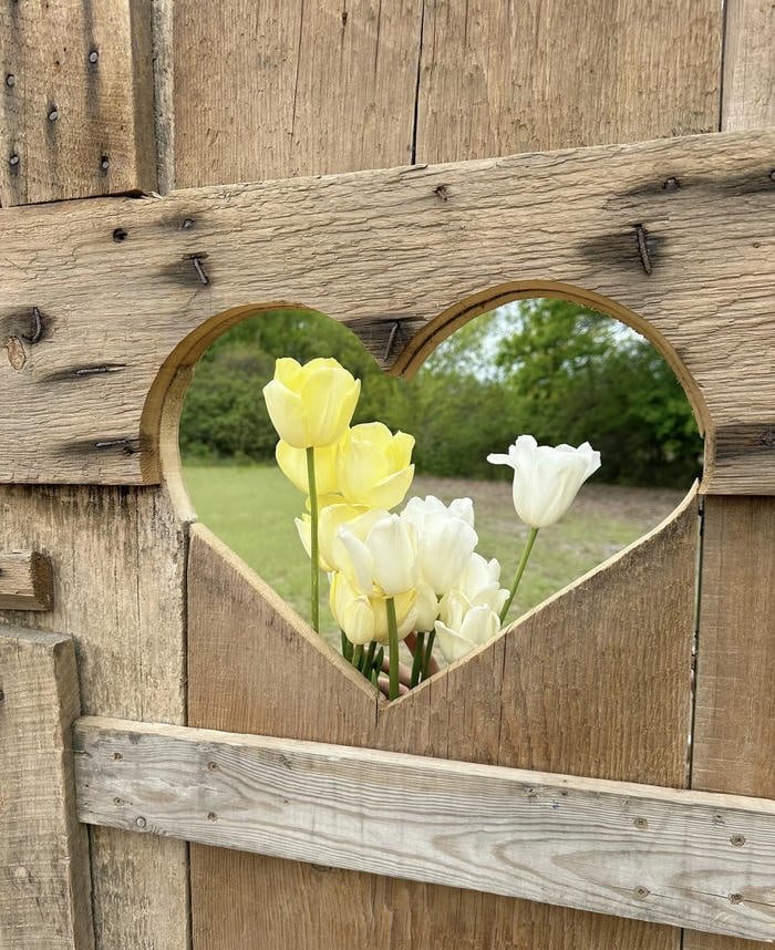 Hoa tulip vàng rực