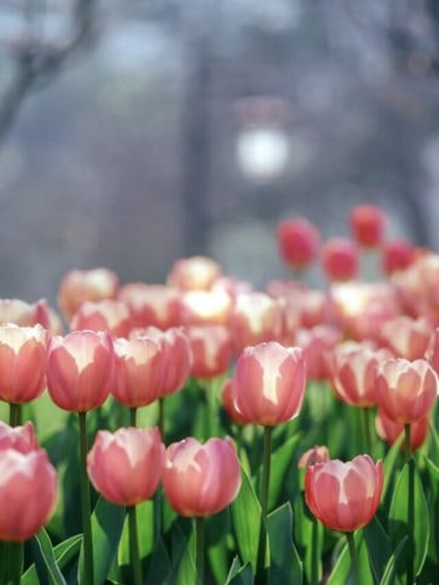 Tải Hình ảnh hoa tulip đẹp nhất 4K, FULL HD làm hình nền