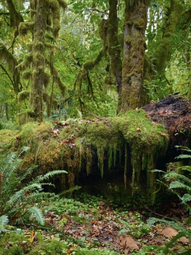 Chiêm ngưỡng 200+ hình ảnh thiên nhiên 3D, tươi đẹp